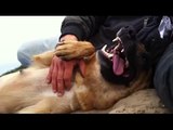 Lixon.de - Clip 8 - geheimes Video ;) - Hundeerziehung Hundetrainer Hundeflüsterer Leinenaggression