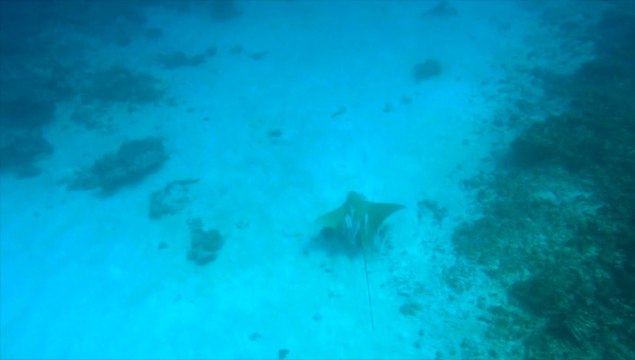 Plongée MALDIVES avec Jeanne