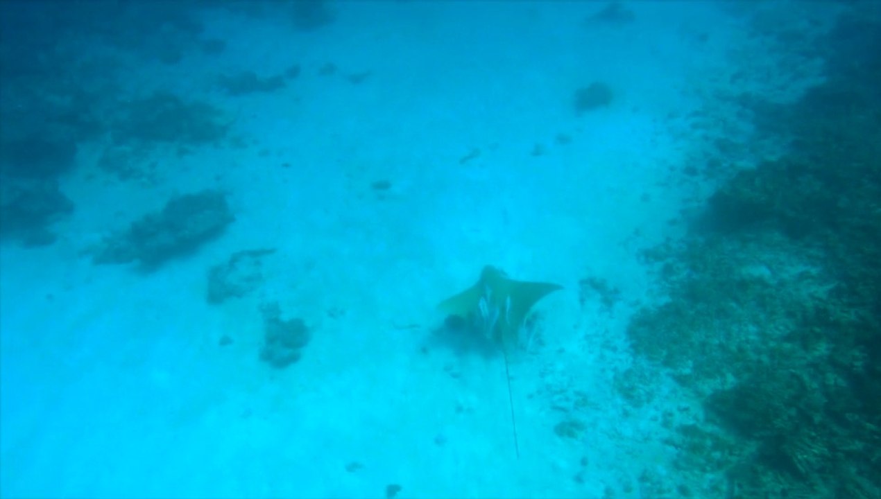 Plongée MALDIVES avec Jeanne