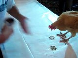 Clicker Training Chickens