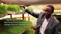الزراعة الباردة: زراعة النباتات في أفريقيا بدون تربة