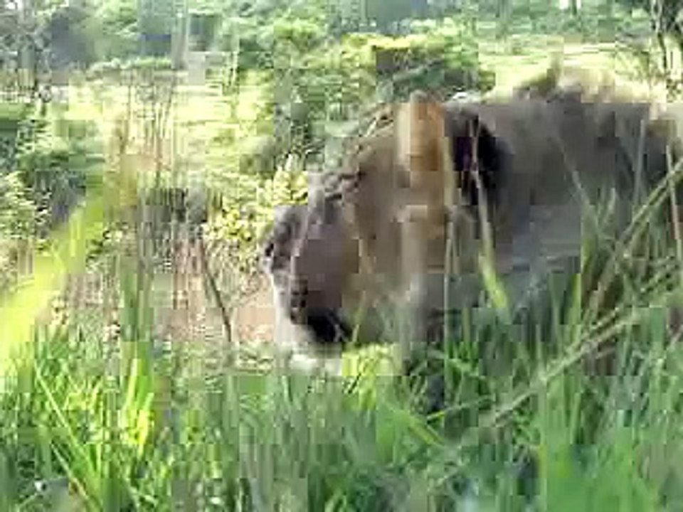 Lion Attack