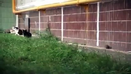 5 Cat vs Mouse |  tikus melawan 5 kucing serem | menegangkan