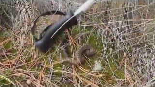 SORPRENDENTE, Aparece serpiente en México ''extinguida'' desde hace 78 años - 2015 (480p)