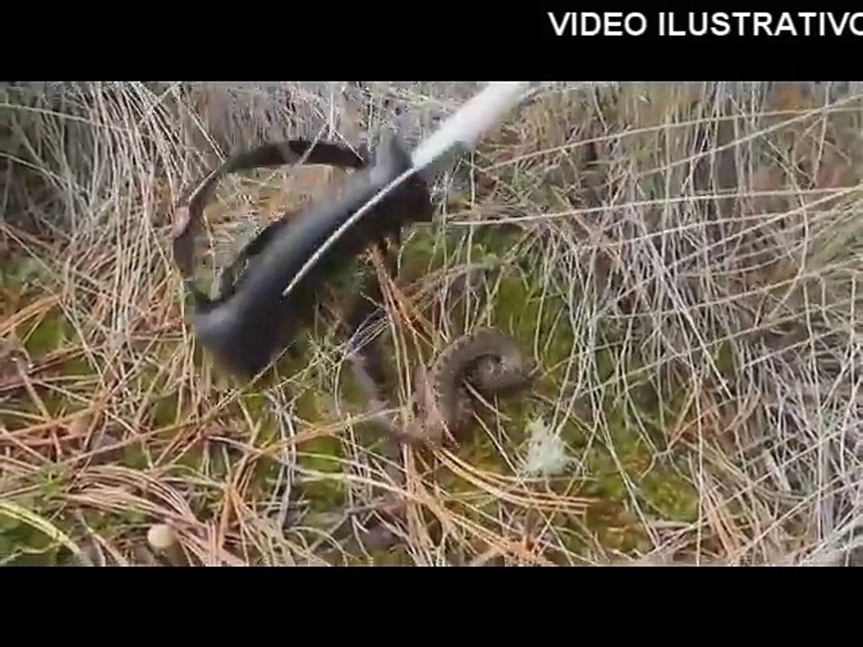 SORPRENDENTE, Aparece serpiente en México ''extinguida'' desde hace 78 años - 2015 (480p)