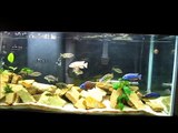 Beginner's Guide to Identifying African Cichlids