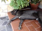 incredibile cane mastino napoletano che russa mentre dorme