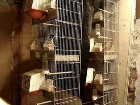 Baguer des jeunes oiseaux