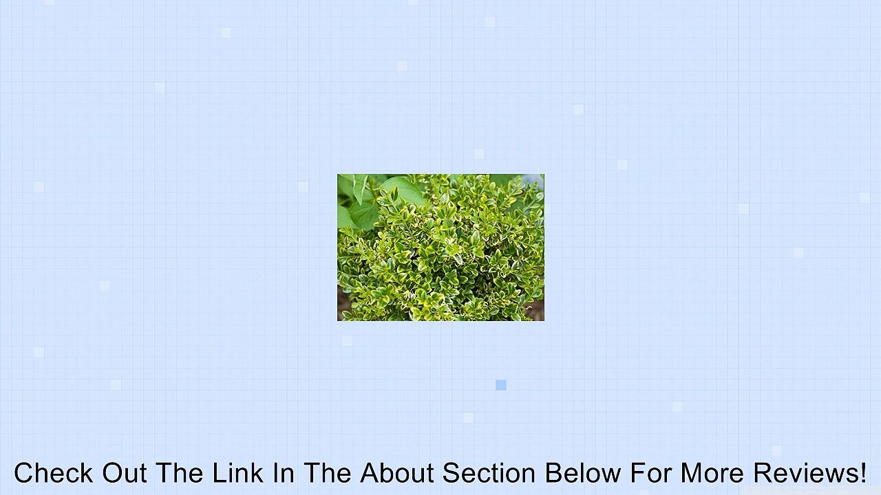 Wedding Ring ColorChoice Boxwood Buxus Sempervirens 4.5 in. Quart Review