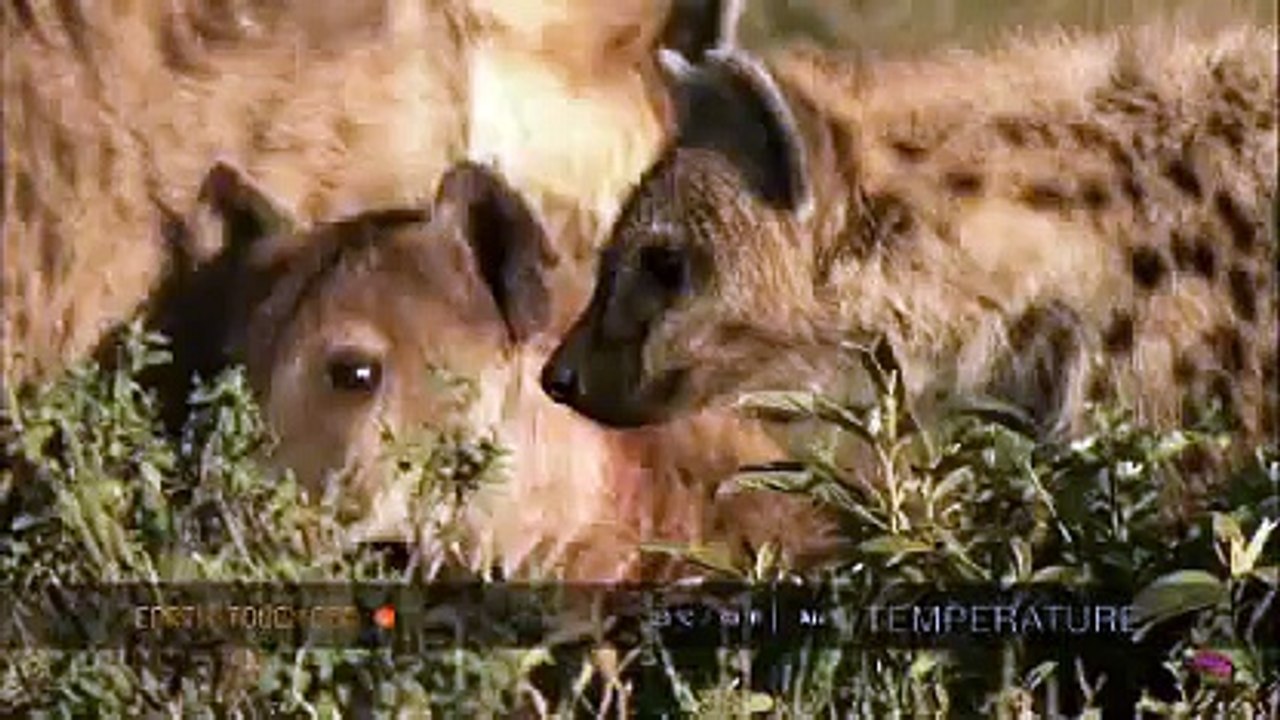 Female hyenas show their dominant nature
