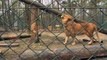 Introductie van twee leeuwenmannen | Burgers' Zoo Natuurlijk | Arnhem