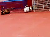 Conejos y cobayas ( Bunnies & Guinea Pigs )