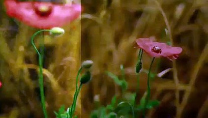 Amarja Hills Pawna Dam Lonavala