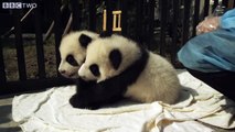 Two cute baby pandas become friends - Natural World Special: Panda Makers - BBC Two