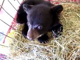 Baby Bear,what a cutie but has sharp claws.