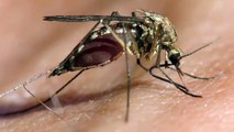 Sivrisineğin Damardan Kan Emmesi