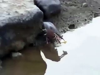 Un oiseau super intelligent pêche avec du pain!