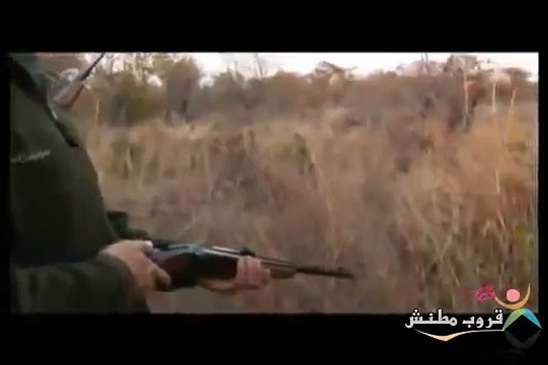 Animal leopard attack on a hunter for revenge