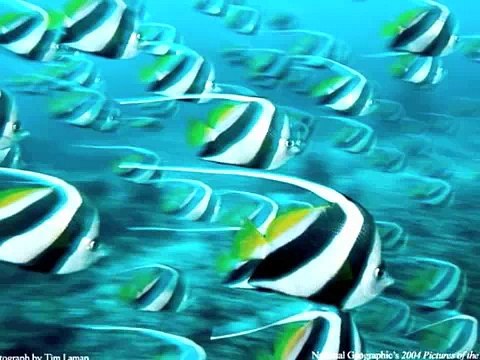 animals wild nature amazing deep forest...