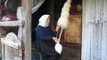 Old lady spinning wool with a distaff in Breb Romania