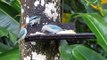 Pajaros colombianos: Azulejo Golondrina, Colombian birds: Swalow Tanager