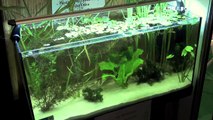 Aquascaping - Best biotope aquariums of ZooBotnica 2012