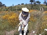 El maravilloso mundo de las abejas - The wonderful world of bees