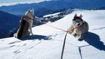 deux Huskies sibériens sur une arête vertigineuse à 4160m d'altitude et une avalanche...