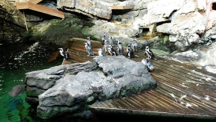 Aquarium de Montpellier