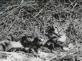 Three Little Kittens  1938 Drei kleine Kätzchen