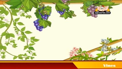 Learn about Plants in Hindi - Vines and Algae