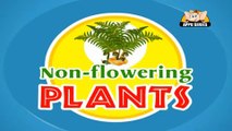 Learn about Plants in Hindi - Gymnosperms