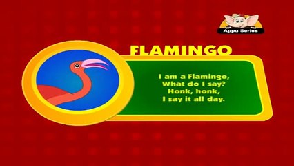 Animal Sounds in Hindi - Flamingo