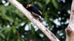 Aves de Venezuela – Aves de Barinas - Carpintero Negro - Melanerpes cruentatus