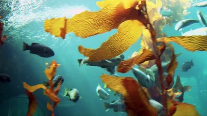 Monterey Bay Aquarium - Exclusive Tour ft. Jelly Fish, Otters, Great White Shark