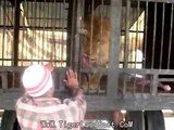 افتراس اسود ونمور تايجر لاند للحمة جـ2