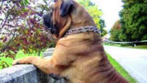 Top 10 Guard Dogs / Aggressive Dogs (2015)