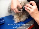 Clipping matted dog