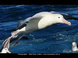 GIANT ALBATROSS OF THE SOUTHERN OCEANS