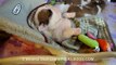 BEST ENGLISH BULLDOG PUPPIES LIFE STAGES VIDEO New born to 6 weeks old.
