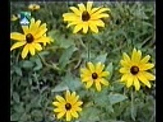 Mitha Mitha Hey abul rauf roofi natkhawan post by yasir imran taunsvi 03336631676