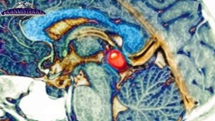 Los secretos de la glándula pineal y cómo estimularla