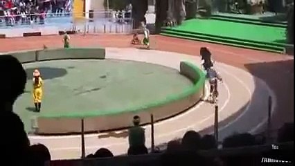 Oso se come un mono de circo cuando montaban en bicicleta - VIRAL 2013