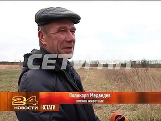 2013 год. Гусь пасёт овец