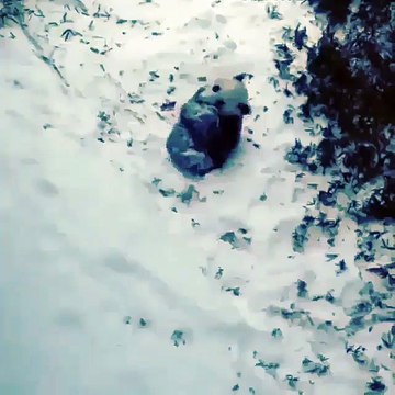 Cute Panda Plays in Snow ! - Панда Покатилась по Снегу ! - Мило !