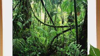Vibrant Tropical Rainforest 10' x 10' CP Backdrop Computer Printed Scenic Background GladsBuy