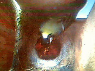 mesanges plerin jour4