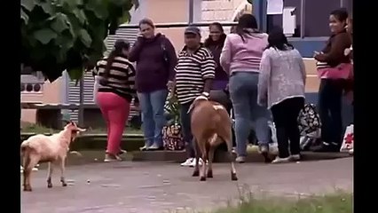 Скачать видео: Funny Video - Crazy Sheep Attacking and Scaring People in the City?syndication=228326