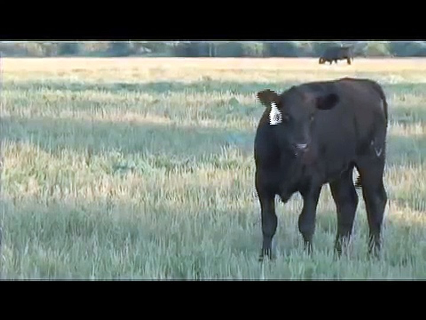 ⁣Dusty A Ranch - Angus Cattle