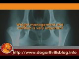 Physical Therapy for dog arthritis hip dysplasia treatment.